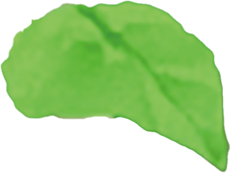 leaf